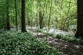 Springtime in Monaghan 2013 (17)